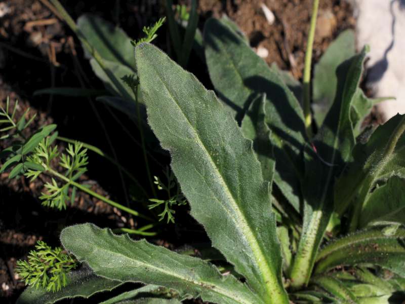 Bellis sylvestris / Margherita autunnale